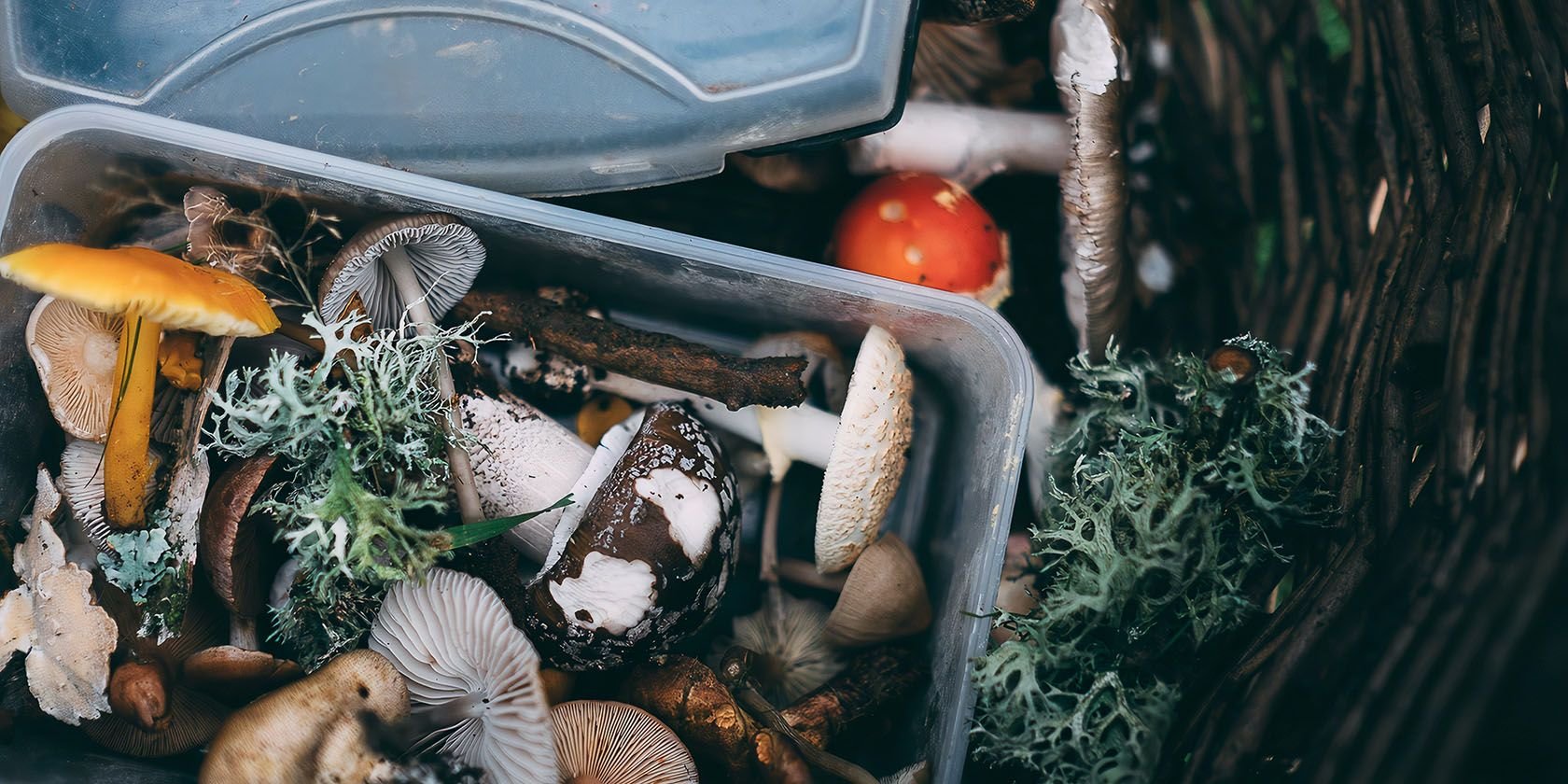 The Best Wild Foraging Resources to Help Expand Your Palate