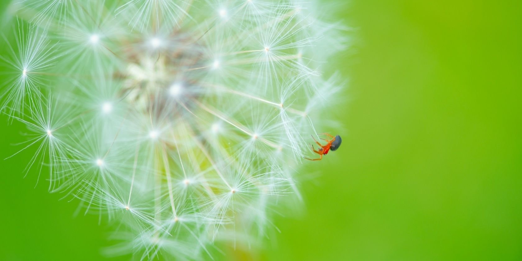 The Do's and Don'ts of Macro Photography