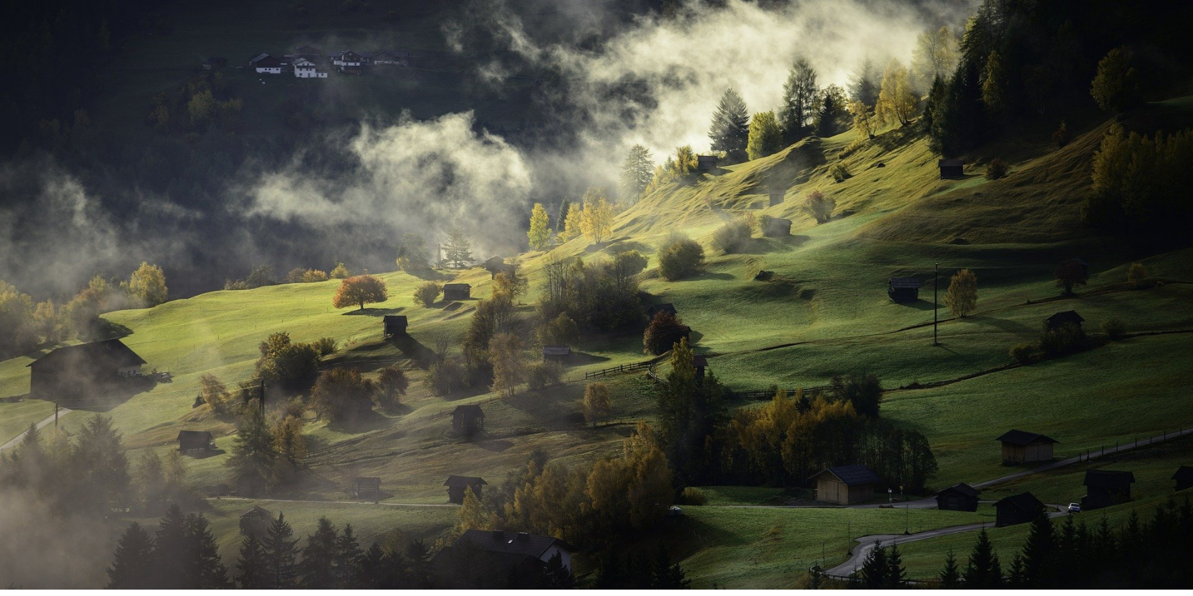 The 5 Best Apps for Identifying Trees