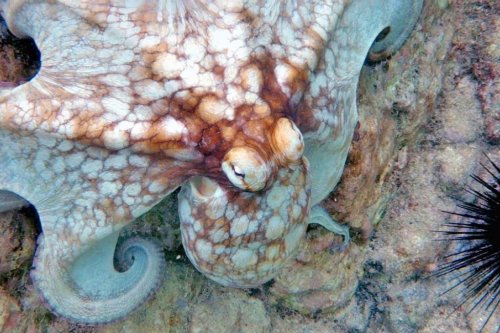 Do octopuses dream of electric eels?