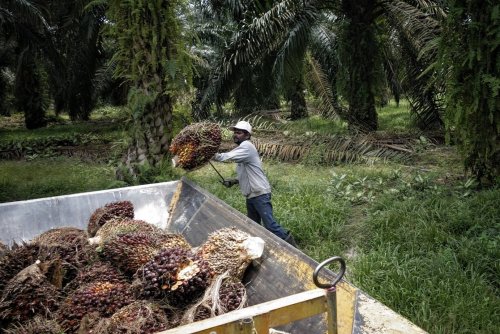 EU ambassador gives thumbs up to Sabah oil palm industry’s sustainable practices