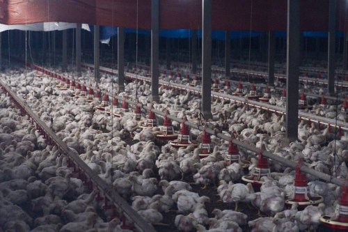 Report: Malaysian poultry farms speeding up supply to Singapore ahead of June export ban