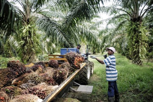Govt urges palm oil millers to resume operations immediately