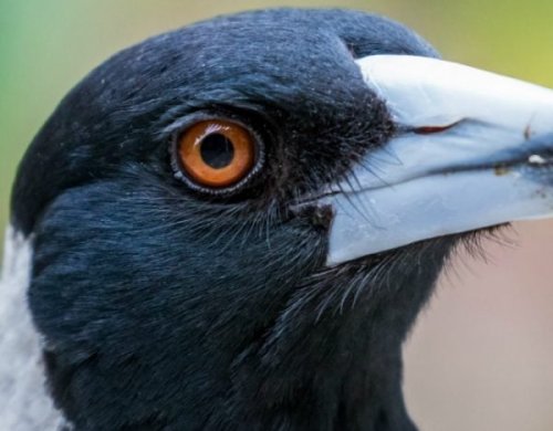 The 3 most terrifying bird facts for everyone who really doesn’t like birds.