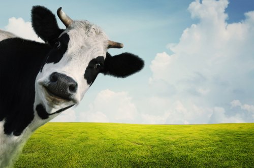 75 Udderly Hilarious Cow Jokes for Kids and Adults