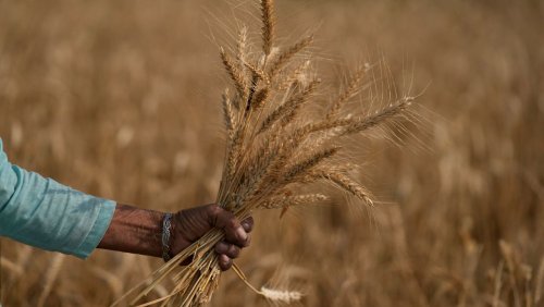 Zweitgrößte Produzent der Welt Indien lockert Regeln für Weizenexportstopp