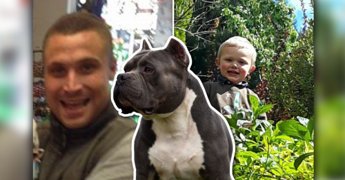 A child and father dead, and many more seriously hurt... why Greater Manchester is seeing so many horrific dog attacks