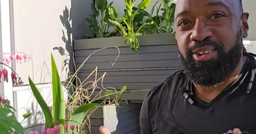 Gardening expert reveals the 'weed' that could bloom into 'beautiful' plant - Manchester Evening News