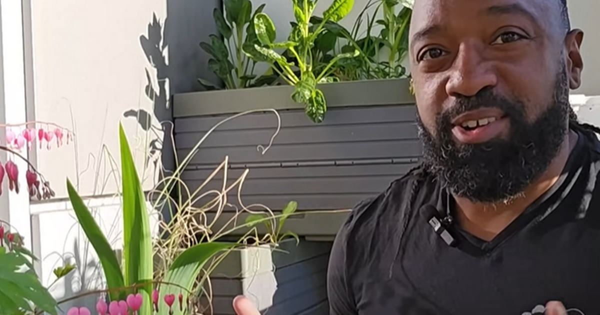 Gardening expert reveals the 'weed' that could bloom into 'beautiful' plant - Manchester Evening News