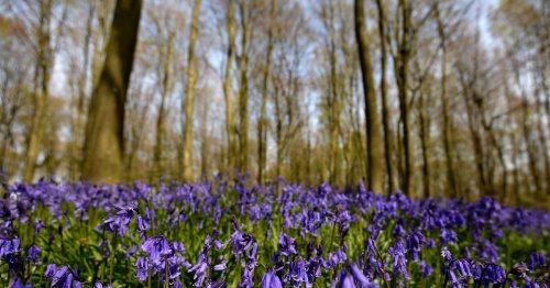 The best places to see bluebells near Greater Manchester this spring