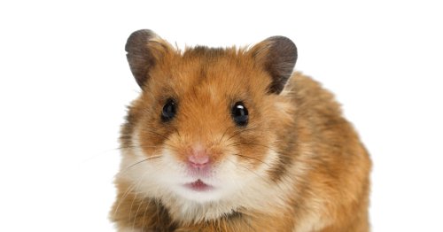 Mum filmed 'eating and killing daughter's hamster in exchange for drugs'