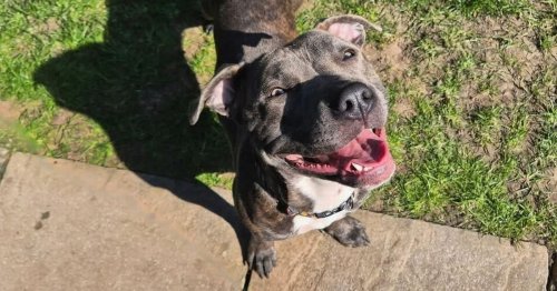 Heartbreak as animal rescue says it will have to ‘turn away’ animals in sad announcement