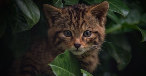 Police update on 'Scottish wildcat' seized in North Wales amid 'abuse' allegations