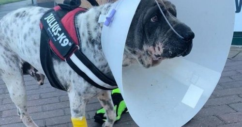 'Miracle' dog hit by train makes recovery against all odds