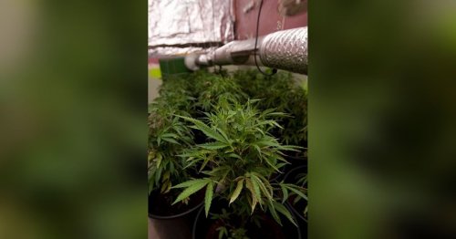 Cannabis farm seized following reports of 'disturbance and possible burglary'
