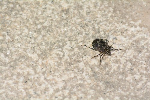Pest Prevention Tips That Will Stop Bugs From Ever Showing Up