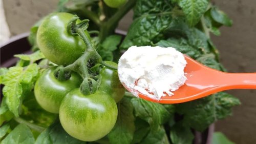Remède efficace pour booster la production de concombres et tomates
