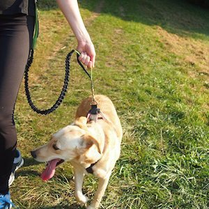 Erste Spaziergänge mit dem Hund – auf diese Dinge sollte man achten