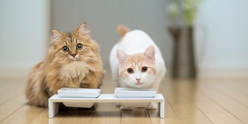 Quels sont les aliments interdits pour les chats ?