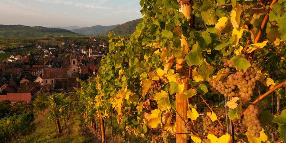 Les crémants, un joyau de la viticulture alsacienne