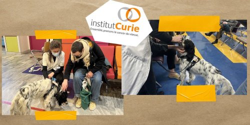 L'Institut Curie accueille Snoopy, son premier chien de médiation pour les patients et soignants