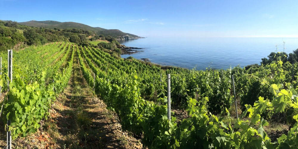 Les cuvées autochtones, trésor viticole de la Corse