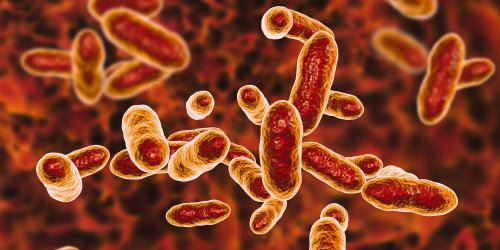 Une bactérie intestinale pourrait être à l'origine du déclenchement d'une sclérose en plaques
