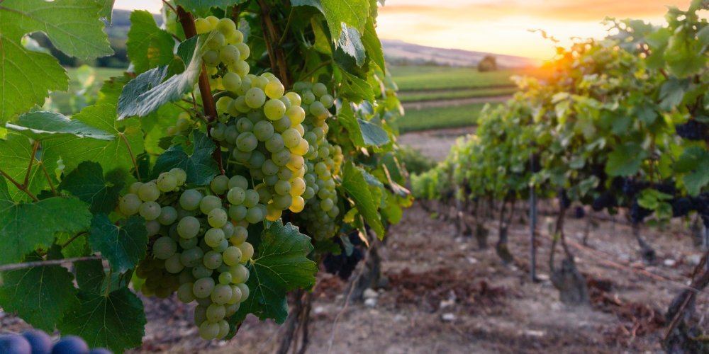 Champagne : zoom sur les cuvées parcellaires