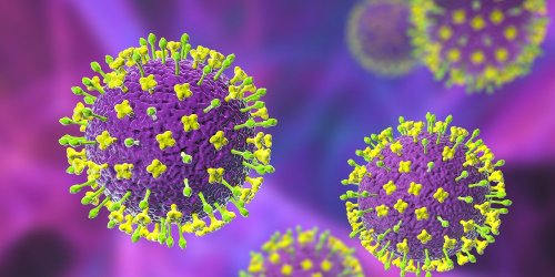 Virus Nipah : mortel dans 70 % des cas, il inquiète les scientifiques du monde entier
