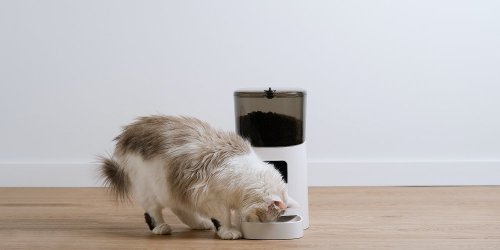 Comment nourrir son chat en cas d'absence ?