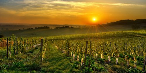 Les vins du Sud-Ouest : patrimoine historique et viticole