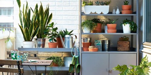 Quelles plantes choisir pour un balcon ? Tous nos meilleurs conseils à suivre