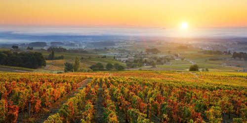 Les vins du Beaujolais : terre de vins rouges