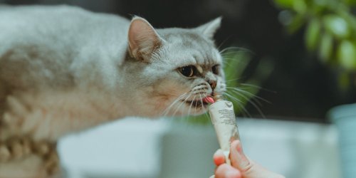 Quels sont les aliments interdits pour les chats ?