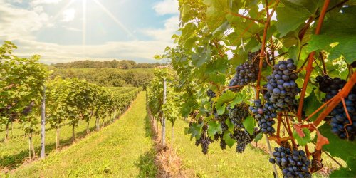 Les vins de Lorraine : voyage gustatif entre Toul et la Moselle