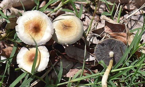 Bipartisan Bill Would Fund Psychedelics Research For Military Service Members With $75 Million In Grants