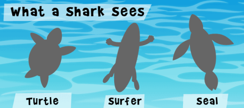 What A Shark Sees When Attacking Humans On Surfboards