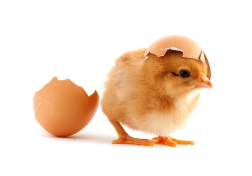 Don’t let inflation crack your nest egg