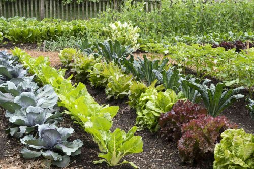 14 Vegetables You Should Never Plant Together—Gardening Experts Explain Why