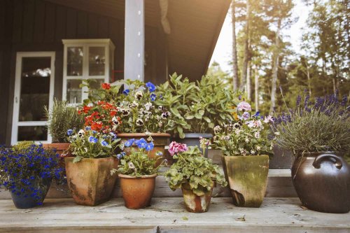 Add These 6 Flowers to Your Outdoor Planters for Summer-Long Color