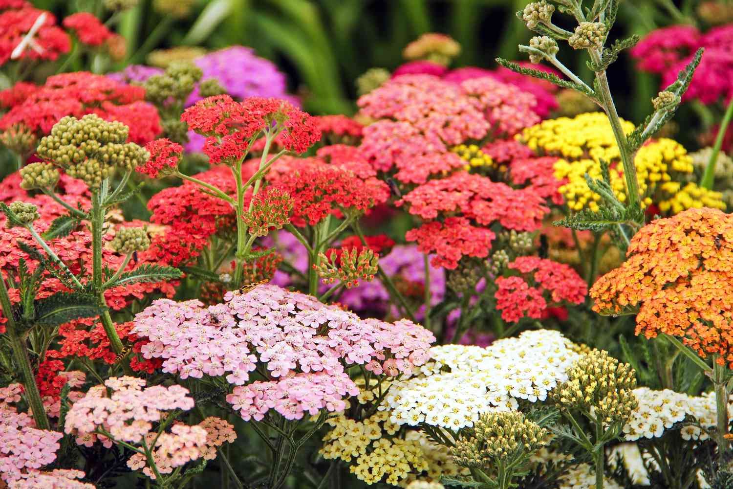 12 Plants That Will Keep Weeds Out of Your Garden Once and for All