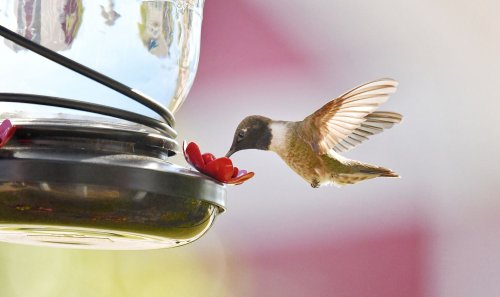 How to Make Hummingbird Nectar the Right Way (and Keep These Winged Beauties Safe)
