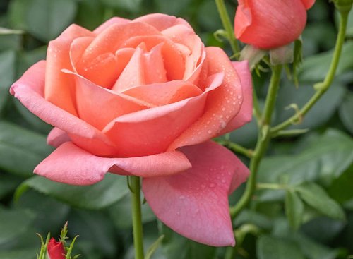 A New Rose Named After Kate Middleton Will Add Regal Charm to Your Garden—See It Here