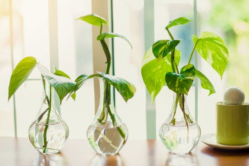 12 Houseplants That Can Grow in Water—No Soil Needed