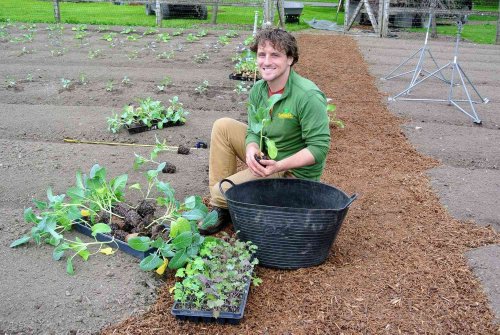 7 Fast-Growing Vegetables to Plant in Early Spring, According to Martha’s Head Gardener