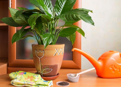 Fertilizer Is the Key to Healthy, Strong Houseplants—Here's When (and How) to Apply It