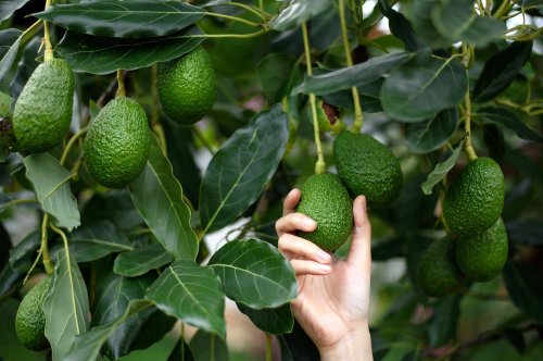 Yes, You Can Grow a Fruit-Producing Avocado Tree From Its Pit—No Matter Where You Live