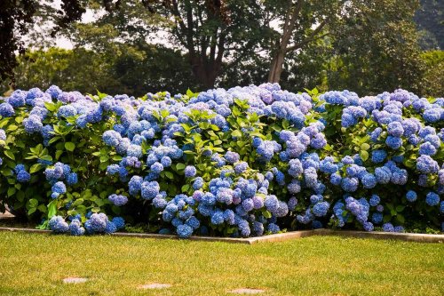 6 Mistakes You're Making With Your Hydrangeas—and How to Avoid Them
