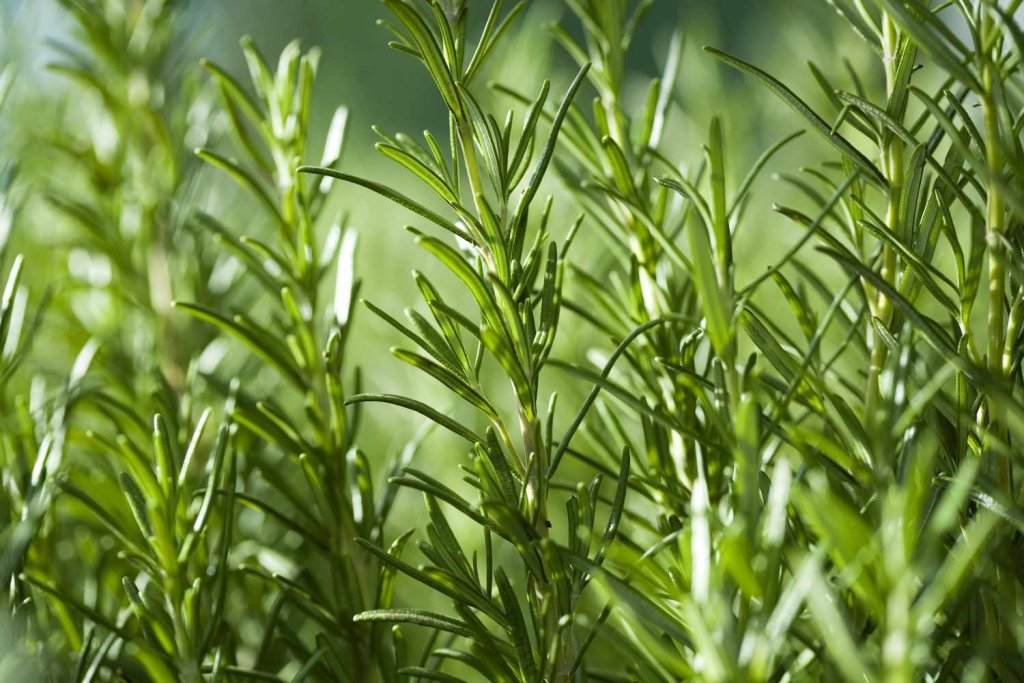 Herb Garden - cover