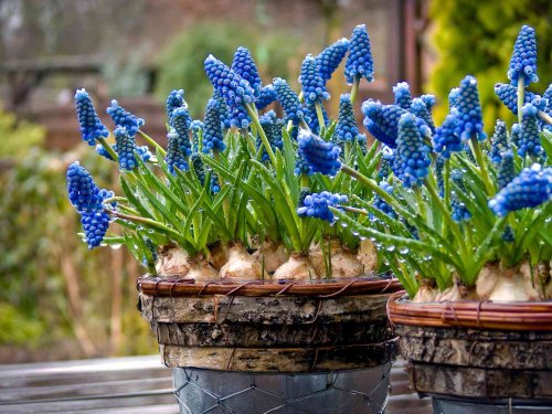 Here Are 6 Bulbs to Plant in the Fall—You'll Enjoy Their Beautiful Flowers Come Next Spring and Summer